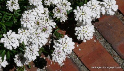 Little Whites