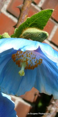 Beautiful Blue