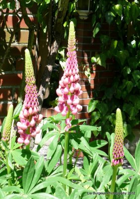 Foxglove?