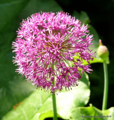 Onion Flower