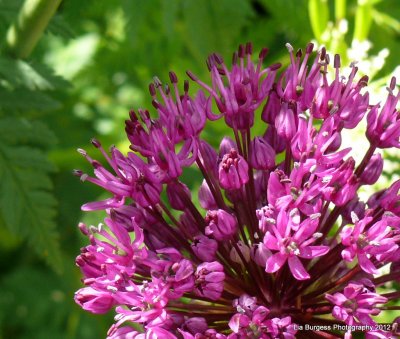Onion Flower, Up Close