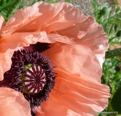 Peach Poppy