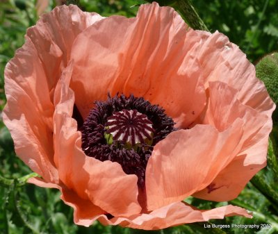 Peach Poppy