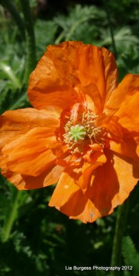 Vibrant Orange