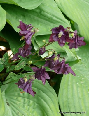 Purple Bells