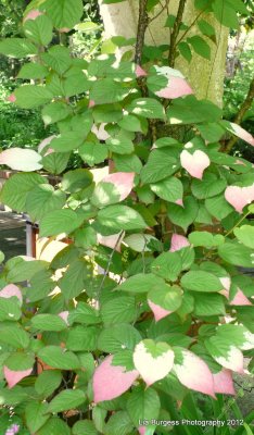 Pink Leaves