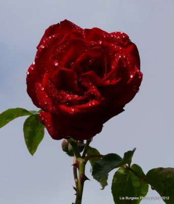 rose_garden_qe_park2012