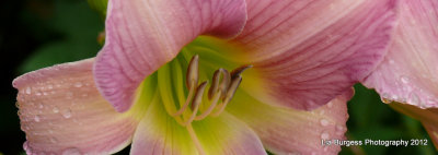 Lilies in Horseshoe Bay