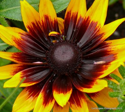 Flowers in Horseshoe Bay