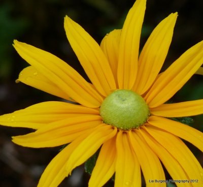 Susans in Horseshoe Bay