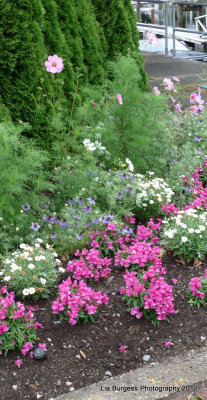 Flowers in Horseshoe Bay