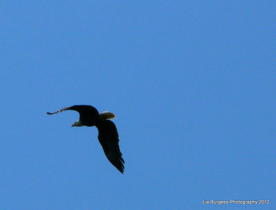 Bald Eagle, in flight