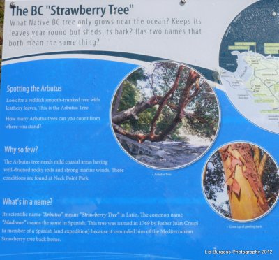 Arbutus Tree History