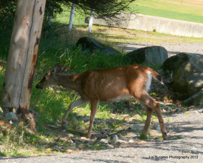 Skinny Deer