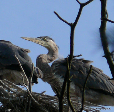 Heron Nest