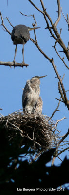 Heron Nest