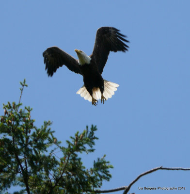 Bald Eagle, taking off