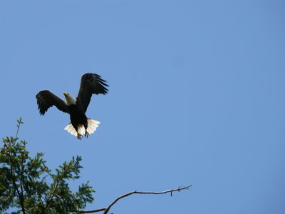 Up and Away, Eagle