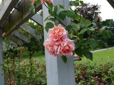 Pink Barn Roses
