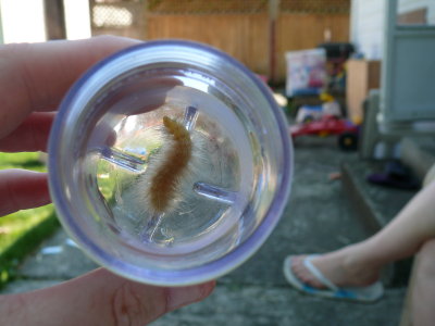 Blonde Caterpillar