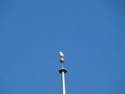 Seagull, Up High