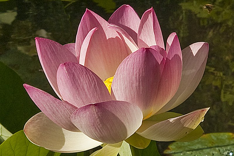 Lotus