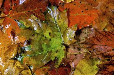 Textures d'automne / Autumn textures P.Brunet