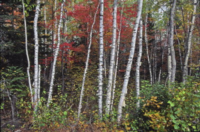 ZzwPB_T0432_TOP3p_Birch-trees_at_fall:Bouleaux_et_contrastes_Charlevoix_Qc.jpg
