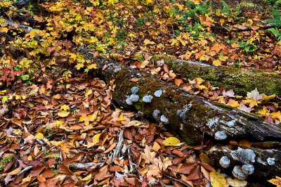 PB_ASC4377_Logs_and_mushrooms:Vieilles_souches_et_champignons_Mauricie_Quebec.jpg