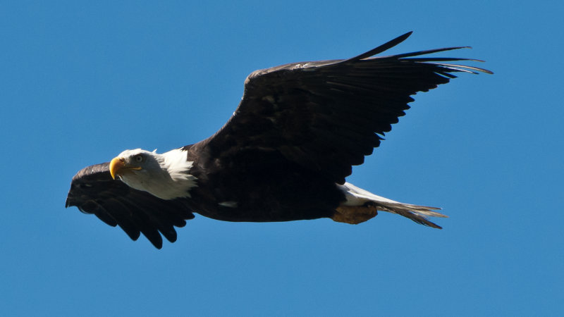 Bald Eagle