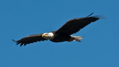 Bald Eagle