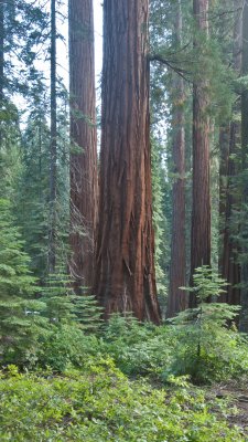 Mariposa Grove