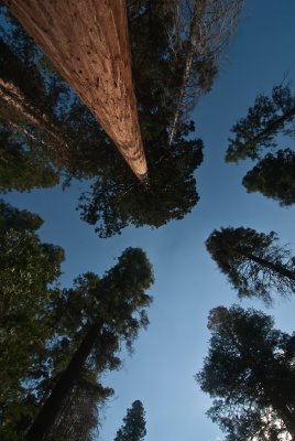 Mariposa Grove