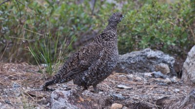 Sooty  Grouse