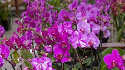 Carpinteria orchids