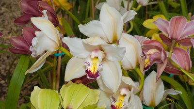 Carpinteria orchids