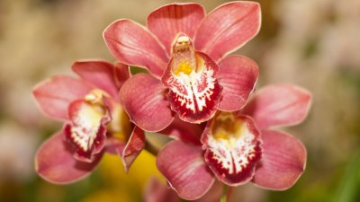 Carpinteria orchids