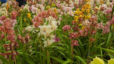 Carpinteria orchids