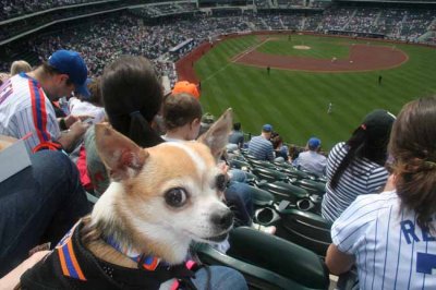 Bark_in_the_park_April013.jpg