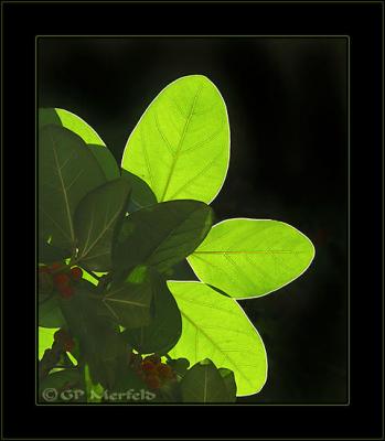 Leaf Glow