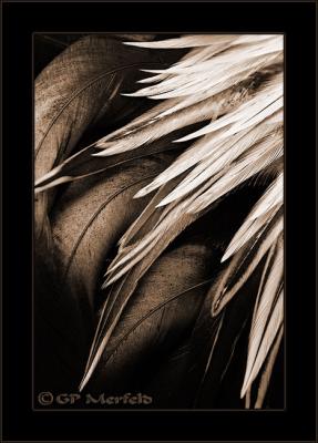 Tail Feathers (Toned)