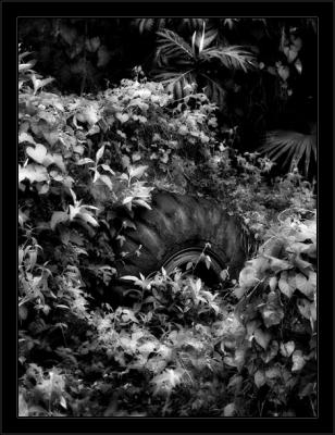 Jungle Tire BW