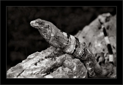 Del Rey Iguana Two  (BW 2)