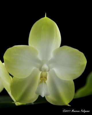 Phalaenopsis Yapbon Gelacea 'Green Ghost' AM/AOS