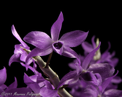 Dendrobium Nestor 'Rosadan' AM/AOS