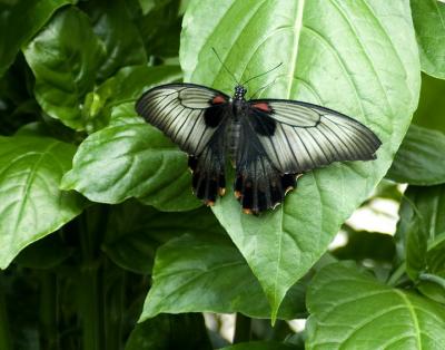 callaway gardens