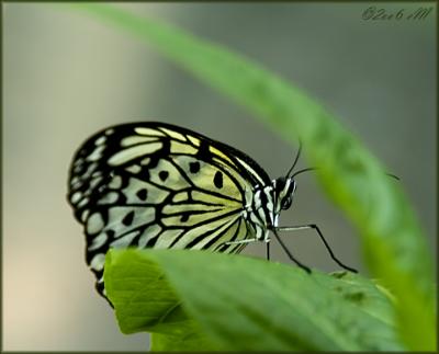 callaway gardens