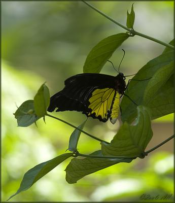 callaway gardens