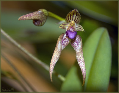 Bulbophyllum Kalimpong