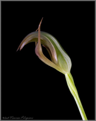 Pterostylis Cutie 'Harold's Pride' HCC/AOS